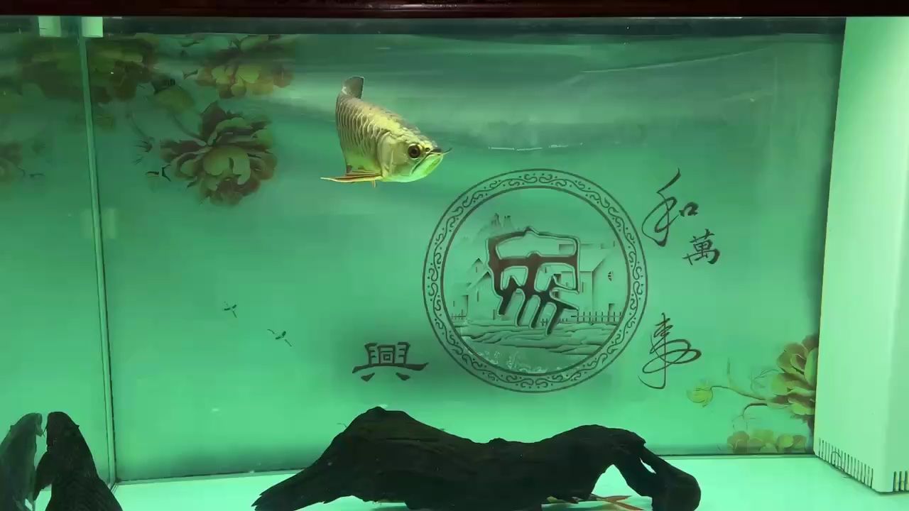 看會，聚焦精彩瞬間，領略多元風貌的奇妙視聽之旅