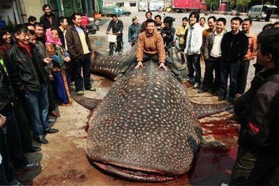 埃及魚吃人傳聞,真相究竟如何,大埃害魚是否真會吃 速倍妥魚糧魚藥 第1張 埃及魚吃人傳聞,真相究竟如何,大埃害魚是否真會吃 埃及魚吃人傳聞,真相究竟如何,大埃害魚是否真會吃 速倍妥魚糧魚藥 第1張
