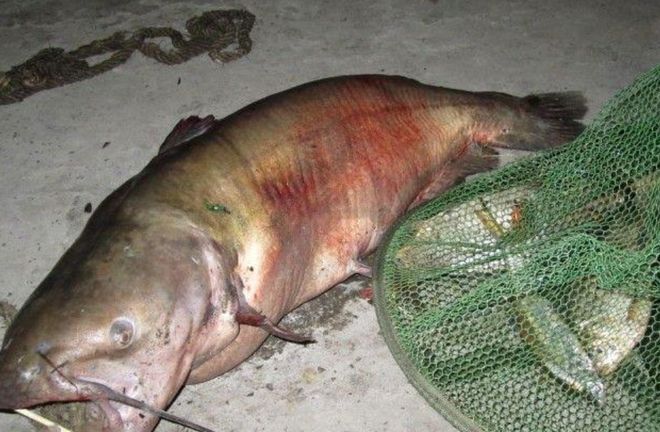 埃及魚吃人傳聞,真相究竟如何,大埃害魚是否真會吃 速倍妥魚糧魚藥 第4張 埃及魚吃人傳聞,真相究竟如何,大埃害魚是否真會吃 埃及魚吃人傳聞,真相究竟如何,大埃害魚是否真會吃 速倍妥魚糧魚藥 第4張
