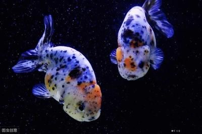 魚寄生蟲病治療方法大揭秘，助你輕松應對魚兒健康危機