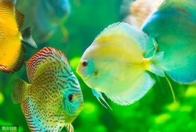 魚寄生蟲病治療方法大揭秘，助你輕松應對魚兒健康危機 魚寄生蟲病治療方法大揭秘，助你輕松應對魚兒健康危機 武吉美拉金龍魚 第4張