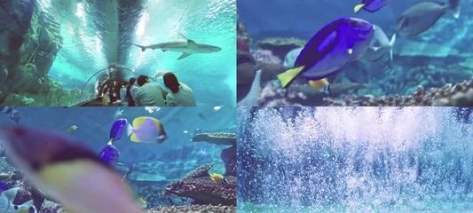 探尋yee水族世界官網(wǎng)，功能、特色及相關(guān)信息全 探尋yee水族世界官網(wǎng)，功能、特色及相關(guān)信息全 yee 第1張