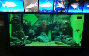 探尋yee水族世界官網(wǎng)，功能、特色及相關(guān)信息全 探尋yee水族世界官網(wǎng)，功能、特色及相關(guān)信息全 yee 第3張