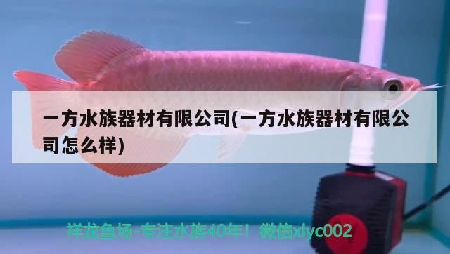 水族器材有限公司深度剖析，實力、口碑與市場表現(xiàn)全