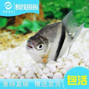 線銀板魚苗混養密度控制，綜合考量養殖空間 線銀板魚苗混養密度控制，綜合考量養殖空間 虎魚百科 第3張