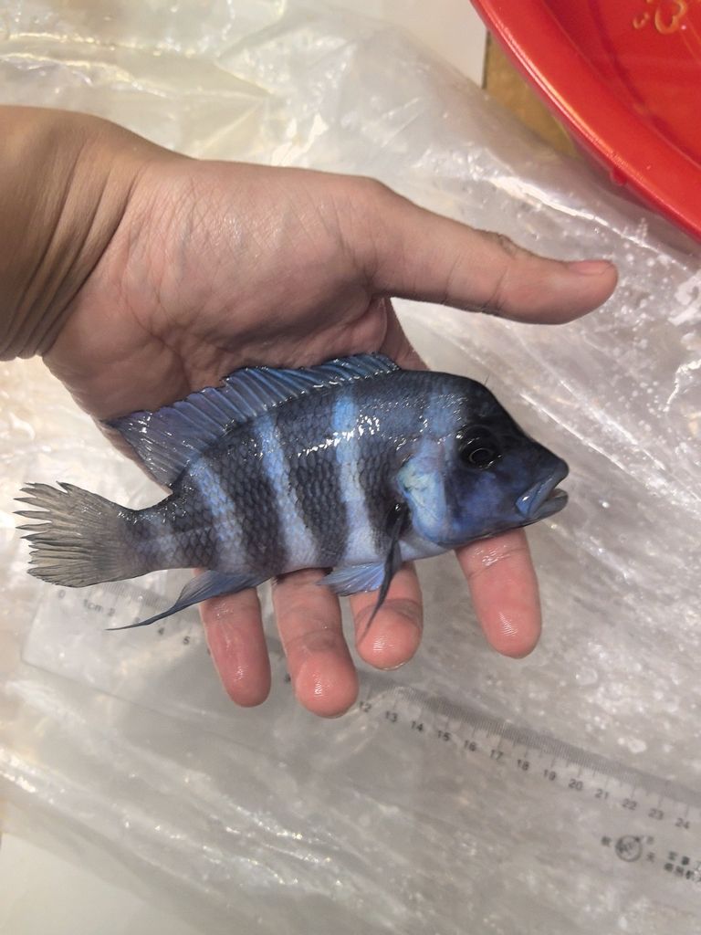 幾條是野生薩伊藍(lán)？