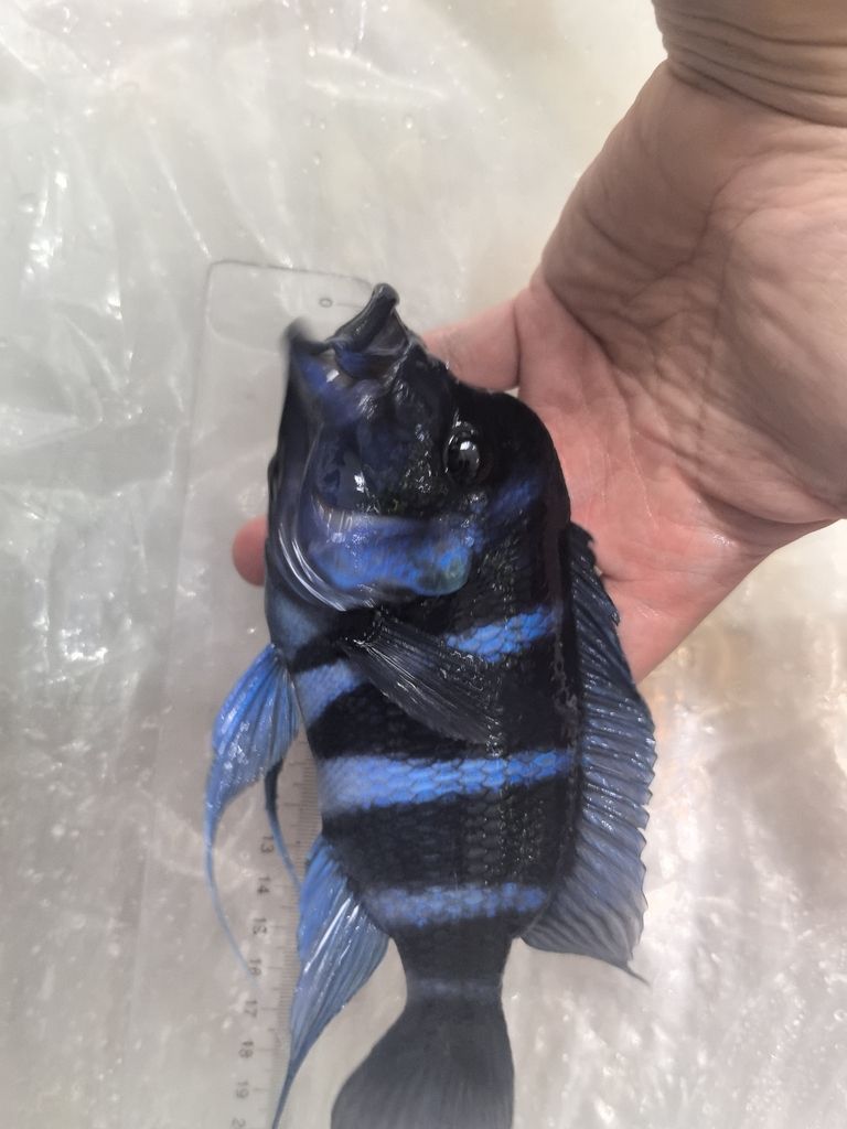 幾條是野生薩伊藍？