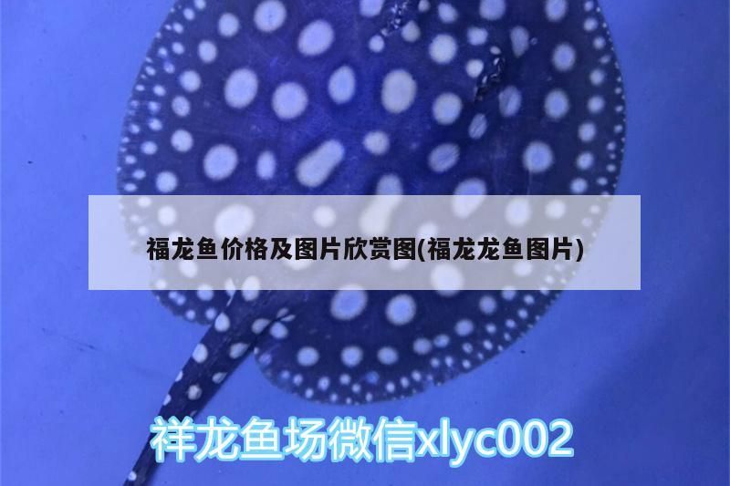 龍魚價格詳情及精美圖片欣賞，領略福龍龍魚獨特