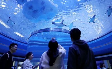 上海海洋水族館探秘,親子游體驗與活動全 水族館百科(水族館加盟) 第2張 上海海洋水族館探秘,親子游體驗與活動全 上海海洋水族館探秘,親子游體驗與活動全 水族館百科(水族館加盟) 第2張