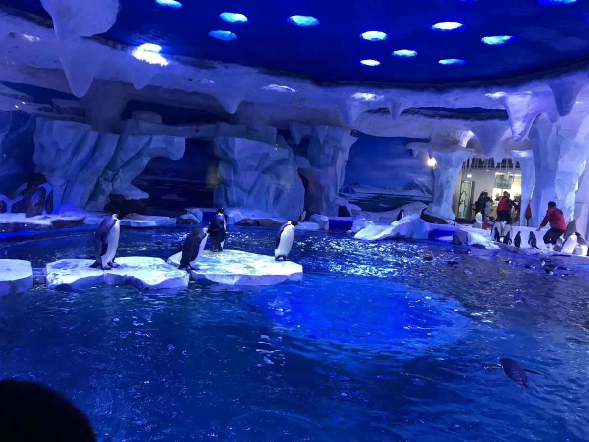 上海海洋水族館探秘,親子游體驗與活動全 水族館百科(水族館加盟) 第3張 上海海洋水族館探秘,親子游體驗與活動全 上海海洋水族館探秘,親子游體驗與活動全 水族館百科(水族館加盟) 第3張