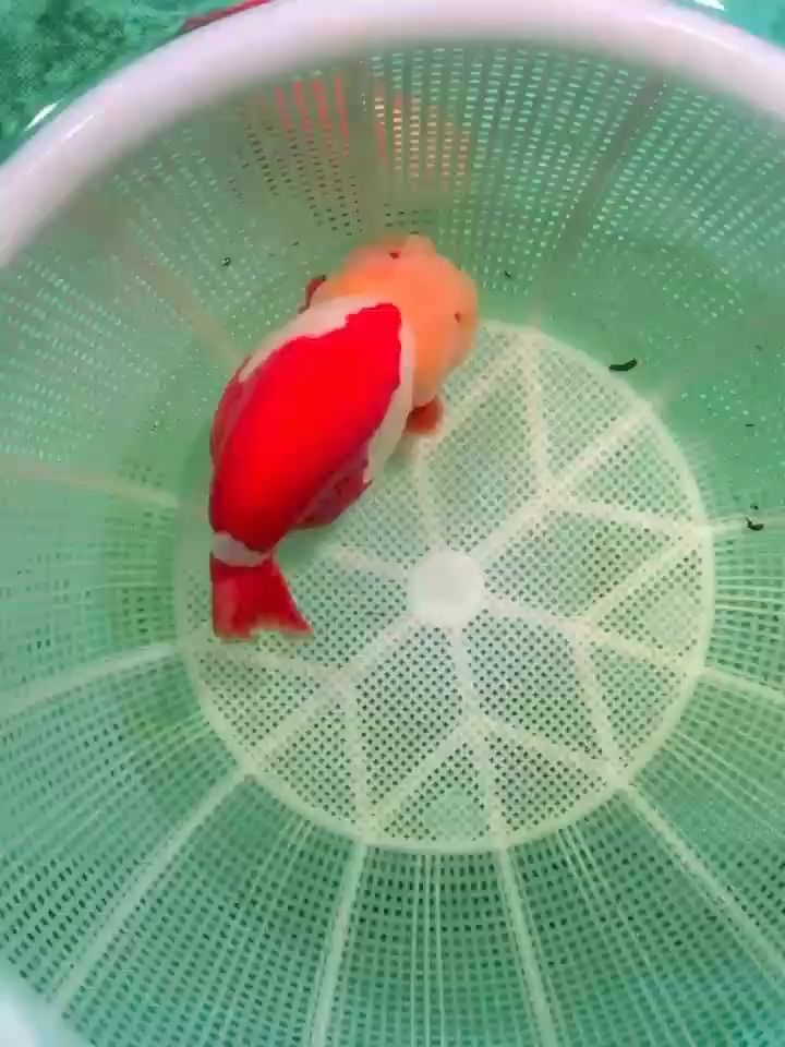 玉面紅白公雞，獨特羽色風采，養殖觀賞