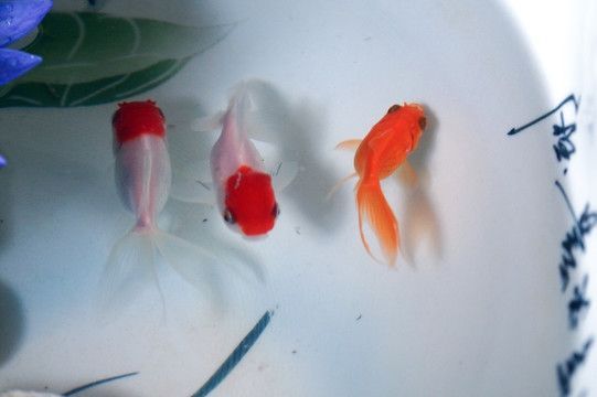 觀賞魚(yú)小白魚(yú)養(yǎng)殖攻略，新手養(yǎng)好小白魚(yú)的具體方法