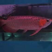 小紅龍魚優(yōu)質(zhì)品種挑選全攻略及
