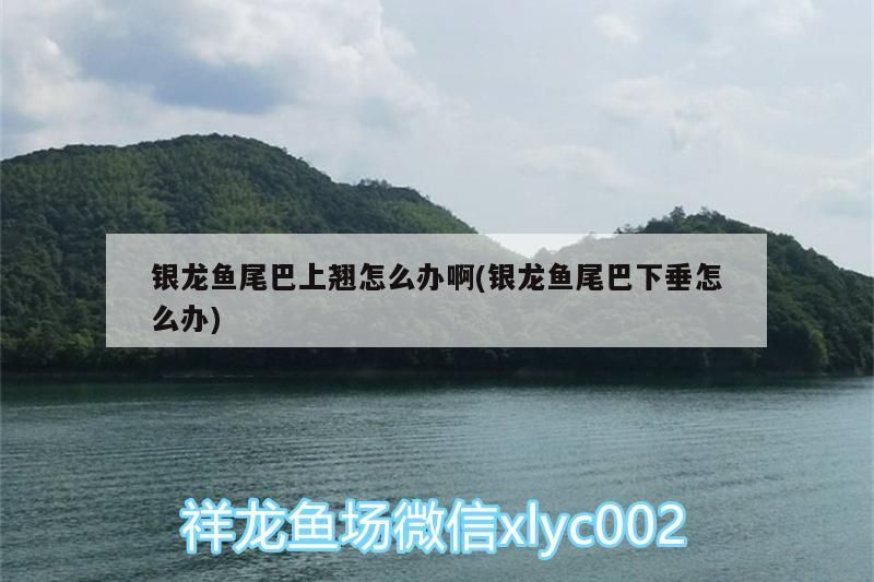 龍魚尾巴上翹或下垂咋辦？
