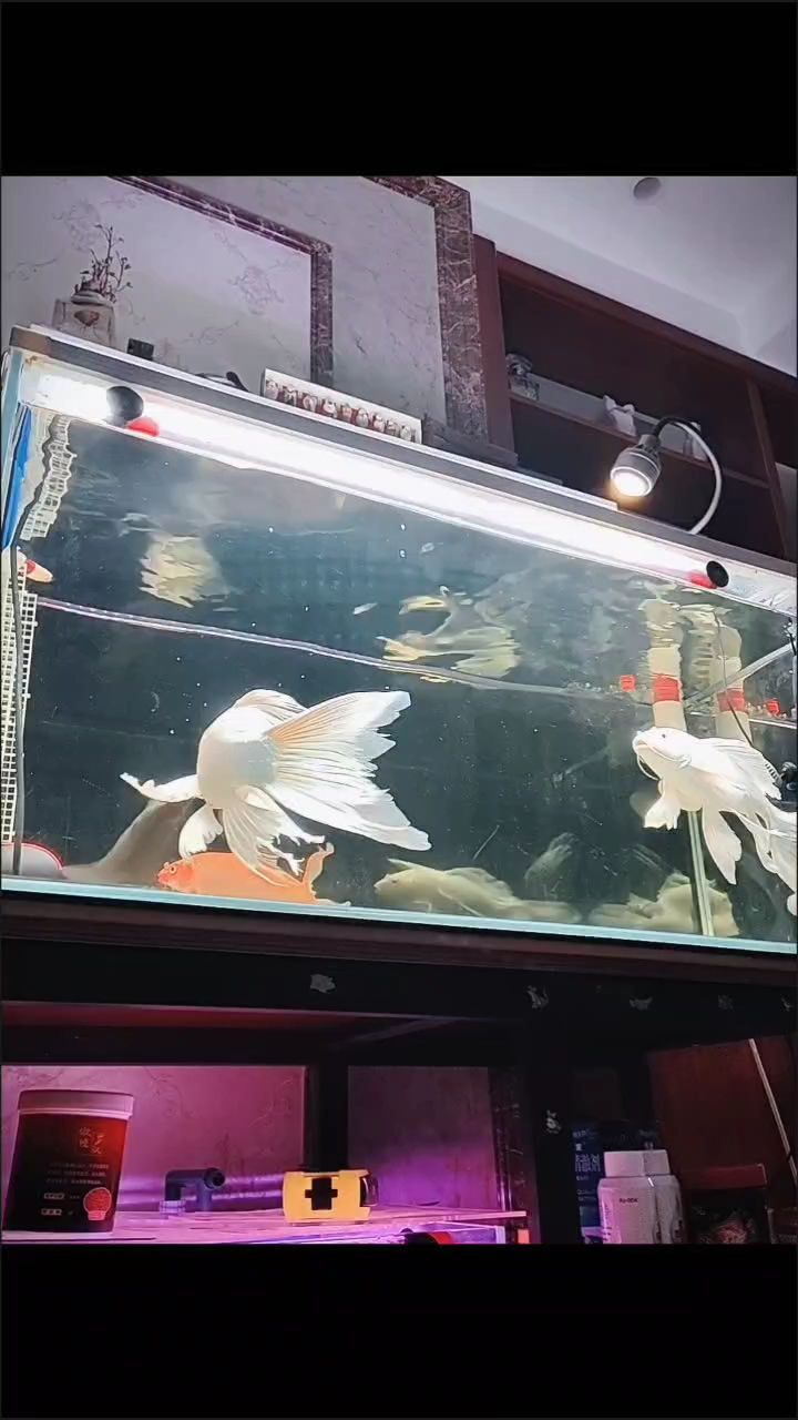 蝴蝶鯉缸密度調整，為魚兒營造更舒適生存空間