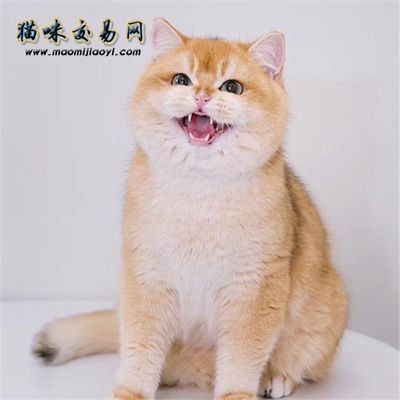 泰虎價格揭秘，尺寸、品種與來源決定其價格差異