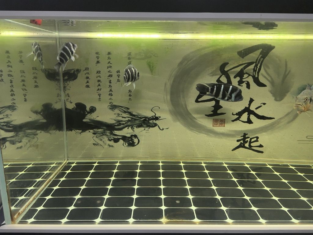 三條薩伊藍尺寸各異，18、14、15及1300 三條薩伊藍尺寸各異，18、14、15及1300 龍魚論壇 第1張