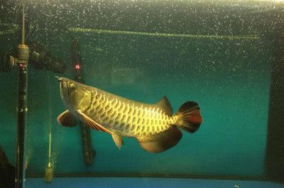 龍魚幼魚換水溫差控制技巧，水溫把控要點及