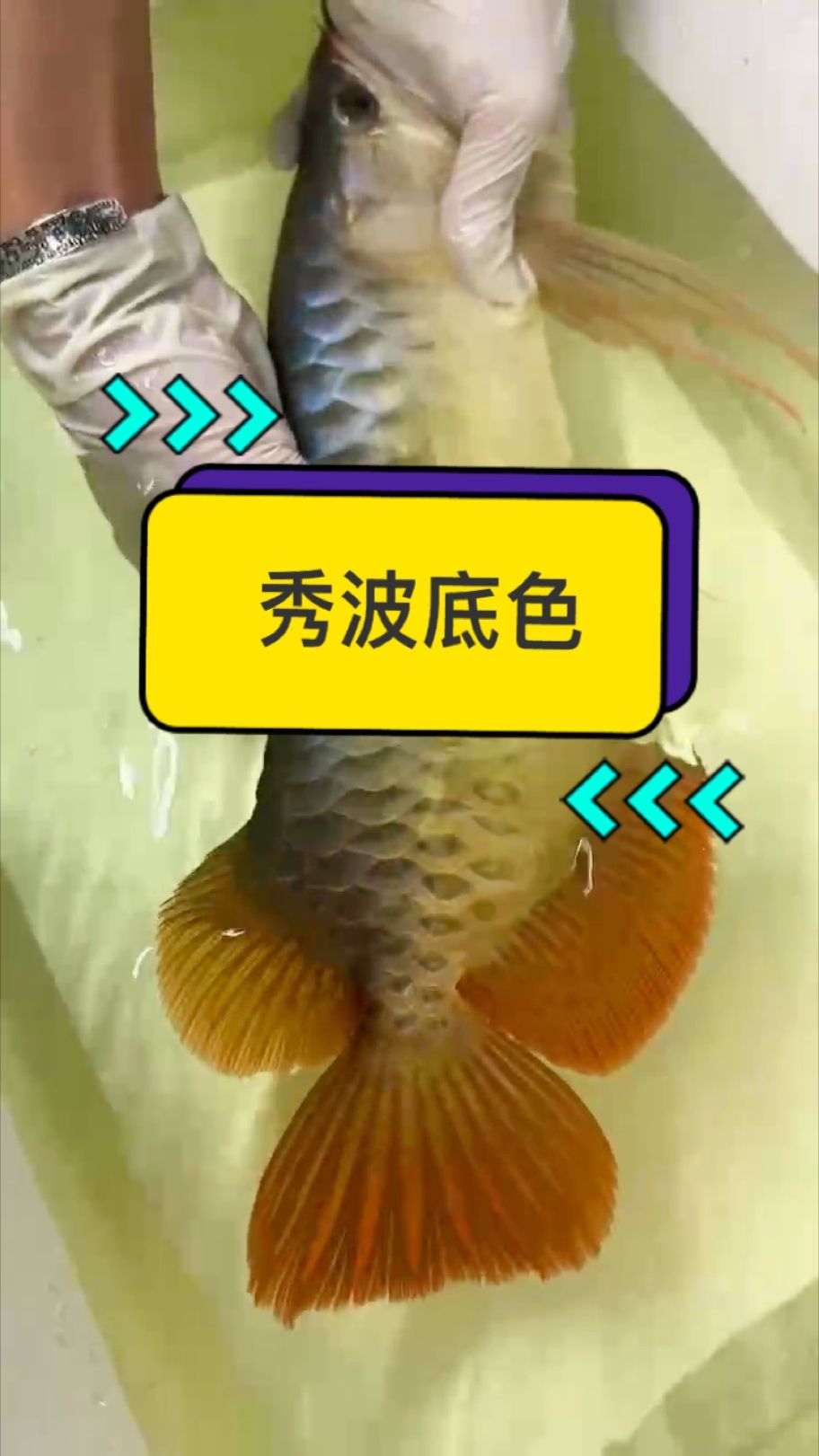 判斷一條紅龍魚未來能不能紅的判斷依據是鱗片底色！ 給大家秀一波自然光下的萬隆天王超冠F2系列個體鱗片底色寫真???????????? #萬隆天王紅龍 #龍魚 #紅龍 #觀賞魚