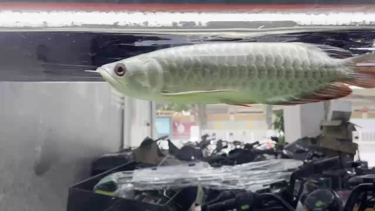 天尋食蝦干吃倆又吐出，不吞！