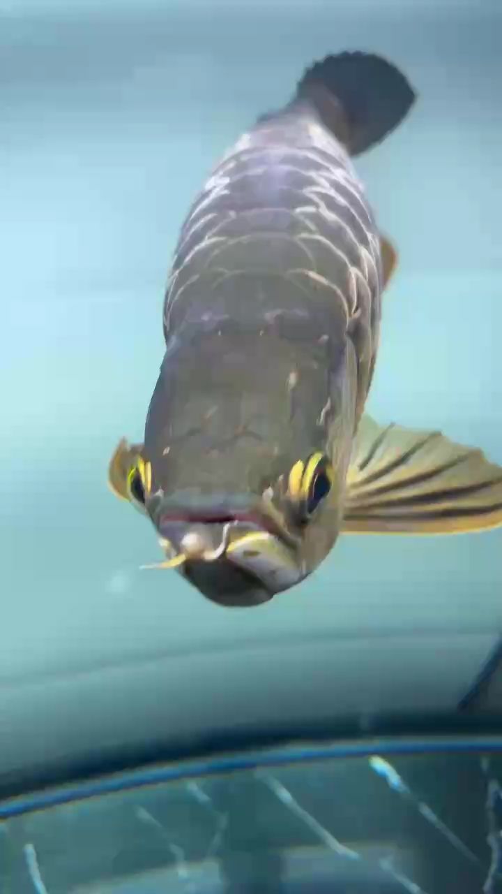 魚背部發白是何因？