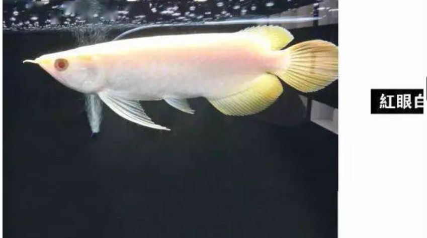 龍魚大全下,探秘珍稀龍魚,解鎖飼養繁殖 龍魚論壇 第1張 龍魚大全下,探秘珍稀龍魚,解鎖飼養繁殖 龍魚大全下,探秘珍稀龍魚,解鎖飼養繁殖 龍魚論壇 第1張