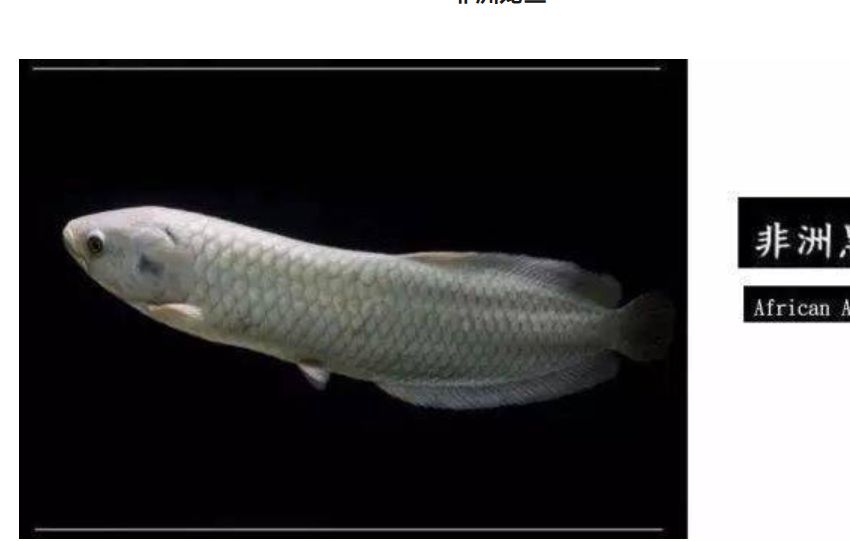 龍魚大全下,探秘珍稀龍魚,解鎖飼養繁殖 龍魚論壇 第3張 龍魚大全下,探秘珍稀龍魚,解鎖飼養繁殖 龍魚大全下,探秘珍稀龍魚,解鎖飼養繁殖 龍魚論壇 第3張