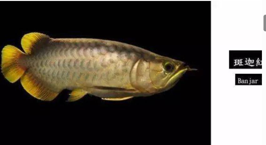龍魚大全下,探秘珍稀龍魚,解鎖飼養繁殖 龍魚論壇 第9張 龍魚大全下,探秘珍稀龍魚,解鎖飼養繁殖 龍魚大全下,探秘珍稀龍魚,解鎖飼養繁殖 龍魚論壇 第9張