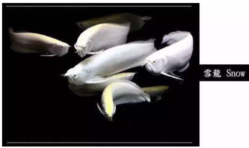 龍魚大全下,探秘珍稀龍魚,解鎖飼養繁殖 龍魚論壇 第8張 龍魚大全下,探秘珍稀龍魚,解鎖飼養繁殖 龍魚大全下,探秘珍稀龍魚,解鎖飼養繁殖 龍魚論壇 第8張