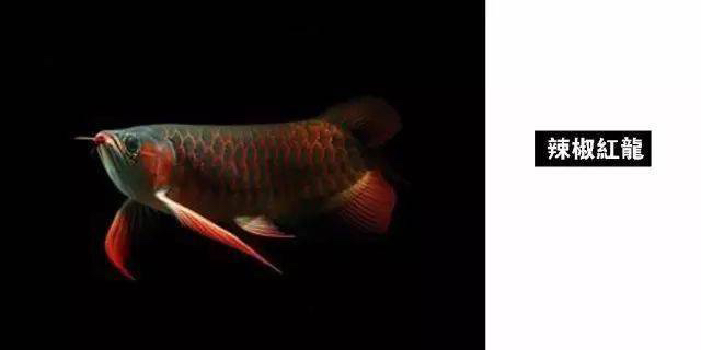 中 龍魚大全