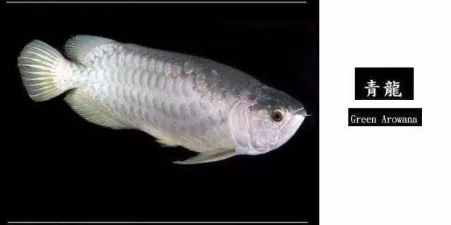 中 龍魚大全