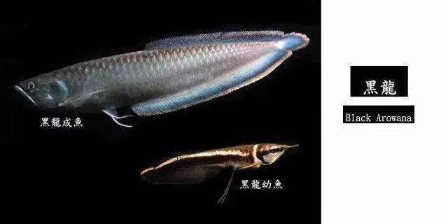中 龍魚大全