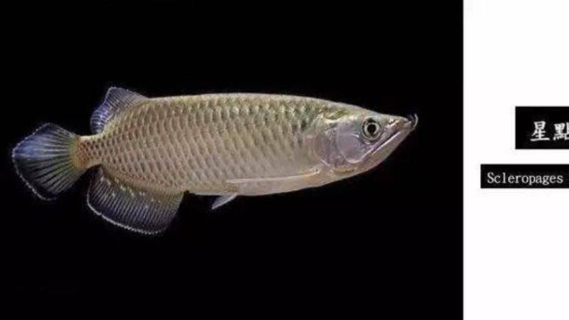 中 龍魚大全