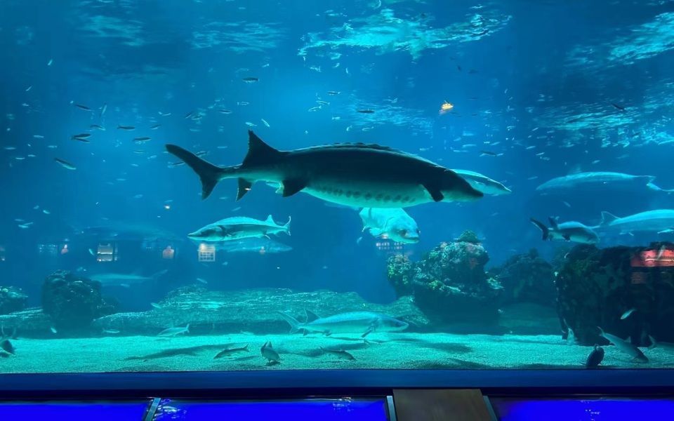 海洋水族館2024年12月29日人流預(yù)測，人多嗎