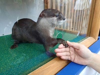 海洋水族館2024年12月29日人流預測,人多嗎 水族館百科(水族館加盟) 第5張 海洋水族館2024年12月29日人流預測,人多嗎 海洋水族館2024年12月29日人流預測,人多嗎 水族館百科(水族館加盟) 第5張