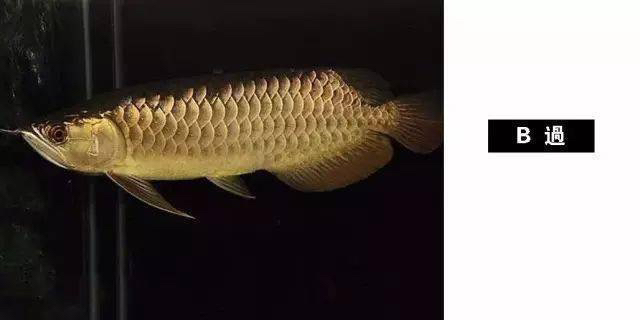 龍魚品種大觀，各類龍魚特征、習性及鑒賞 龍魚品種大觀，各類龍魚特征、習性及鑒賞 龍魚論壇 第6張