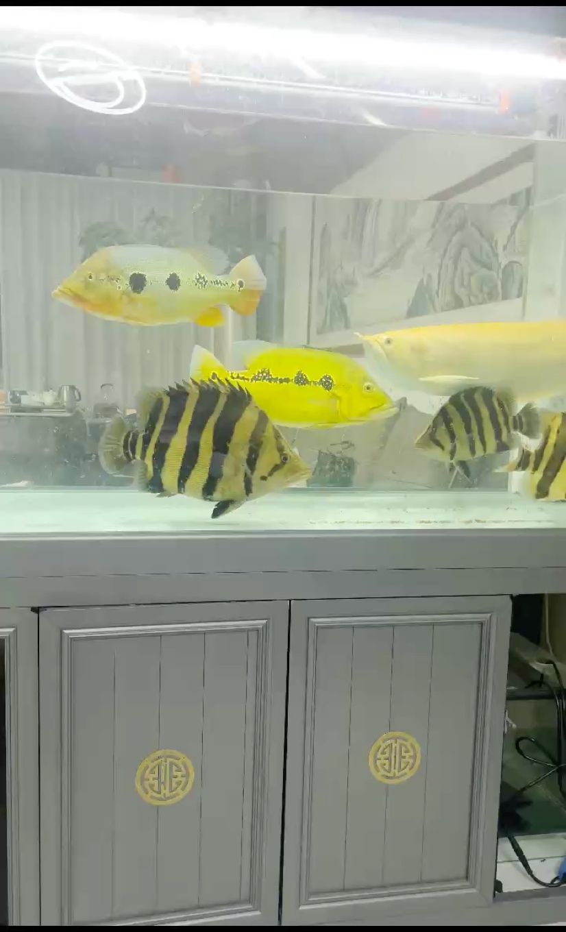 虎魚成長全記錄，從幼苗到壯年的奇妙蛻變 虎魚成長全記錄，從幼苗到壯年的奇妙蛻變 龍魚論壇