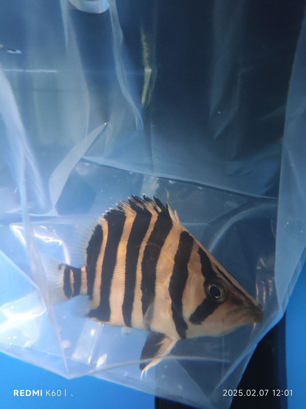 虎到家表現佳，過水后持續明，盼其