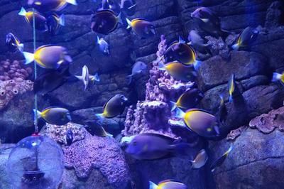 市水族展覽館2023年免費(fèi)開放時(shí)間詳情，水族館免費(fèi)開放