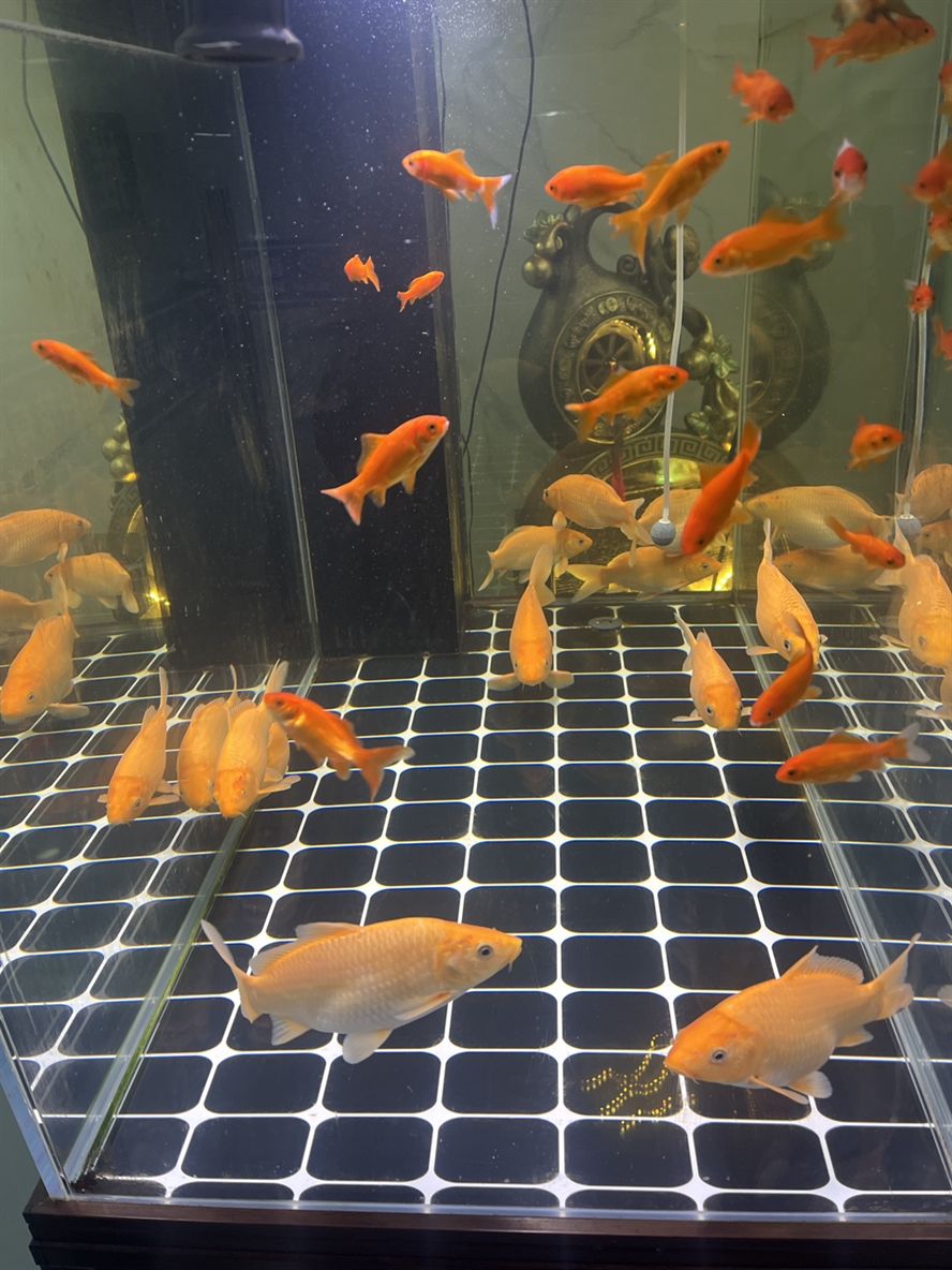 我的小魚，那靈動身影背后的溫馨故事