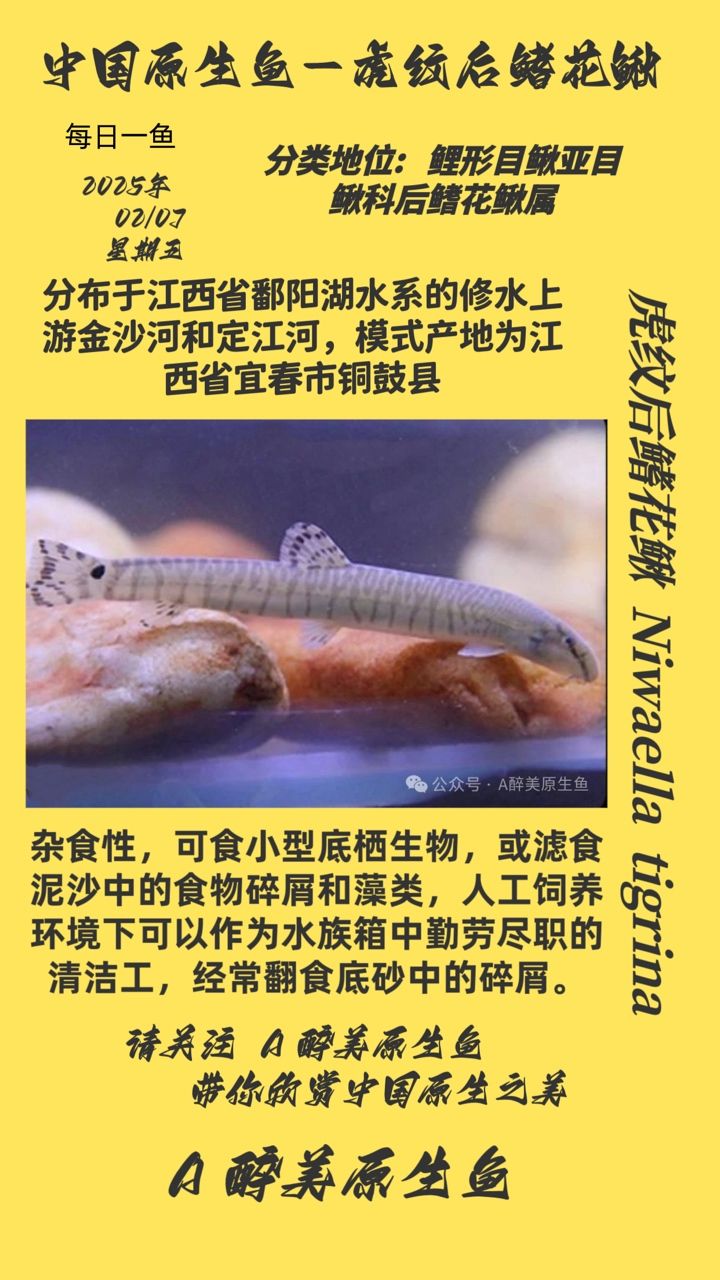 觀賞魚虎紋后鰭花鰍，獨(dú)特魅力與生態(tài)奧秘