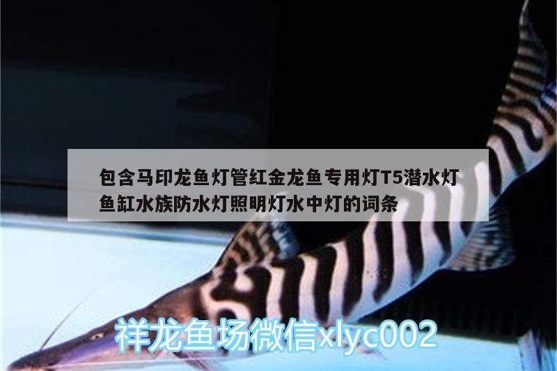 印龍魚燈管紅金龍魚專用T5潛水燈，魚缸水族防水照明
