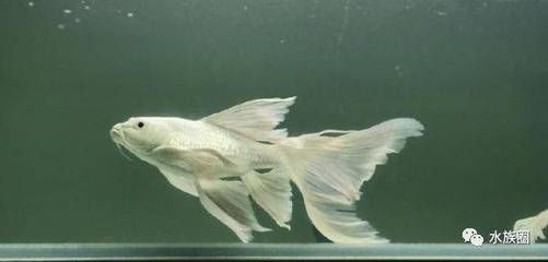 龍鳳錦鯉與蝴蝶鯉,外觀習性等全方位區別大 蝴蝶鯉百科 第2張 龍鳳錦鯉與蝴蝶鯉,外觀習性等全方位區別大 龍鳳錦鯉與蝴蝶鯉,外觀習性等全方位區別大 蝴蝶鯉百科 第2張