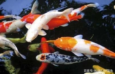 0厘米魚缸養錦鯉數量有講究，80厘米缸適合養幾條錦鯉？