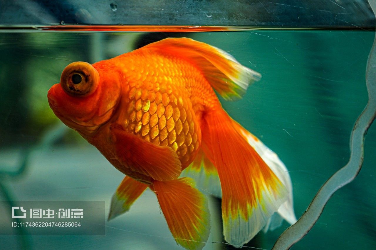 0厘米魚缸養錦鯉數量有講究，80厘米缸適合養幾條錦鯉？