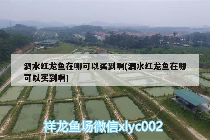 水紅龍魚購買渠道揭秘，哪里能買到優質泗水紅