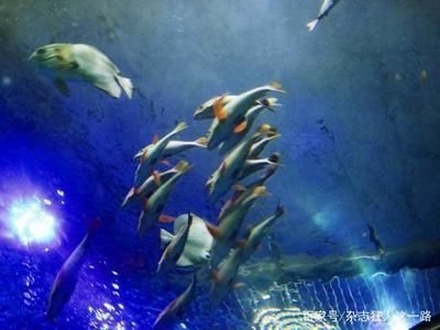 海洋館，世界最大內陸館，探秘中國水族館 海洋館，世界最大內陸館，探秘中國水族館 水族館百科（水族館加盟） 第2張