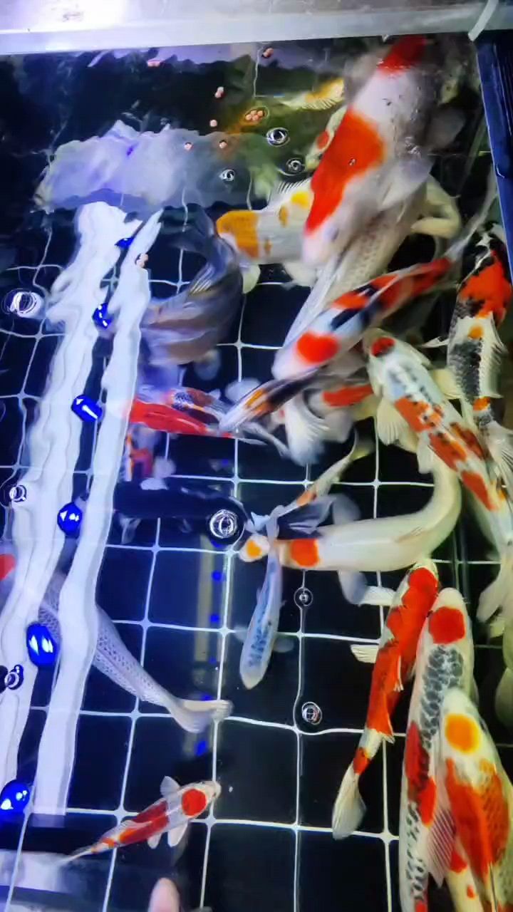 深度剖析，從[具體內容]看背后隱藏的奧秘與深遠