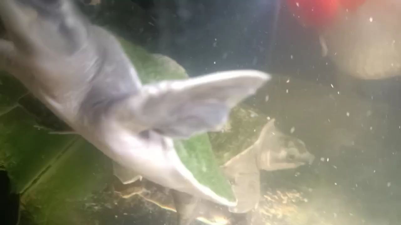 魚(yú)缸用增氧泵價(jià)格是多少:魚(yú)缸增氧機(jī)-xtrac增氧機(jī)-xtrac增氧機(jī) 探秘冷門(mén)品系,小眾卻別具魅力的獨(dú)特存在 龍魚(yú)論壇 探秘冷門(mén)品系,小眾卻別具魅力的獨(dú)特存在 探秘冷門(mén)品系,小眾卻別具魅力的獨(dú)特存在 龍魚(yú)論壇