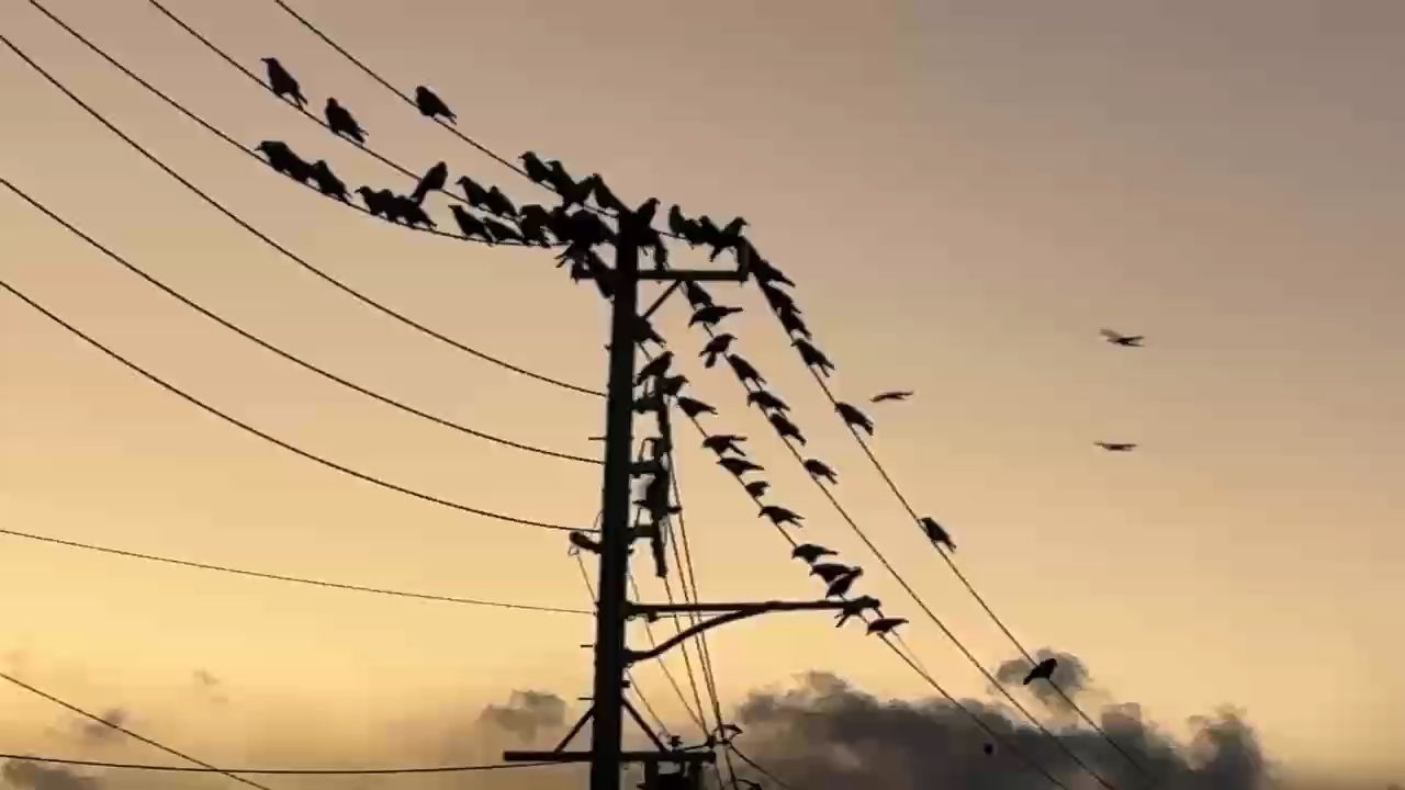 歸巢，游子心向故園，重尋那熟悉